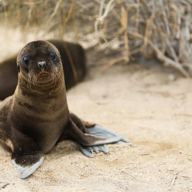 Galápagos, Ecuador