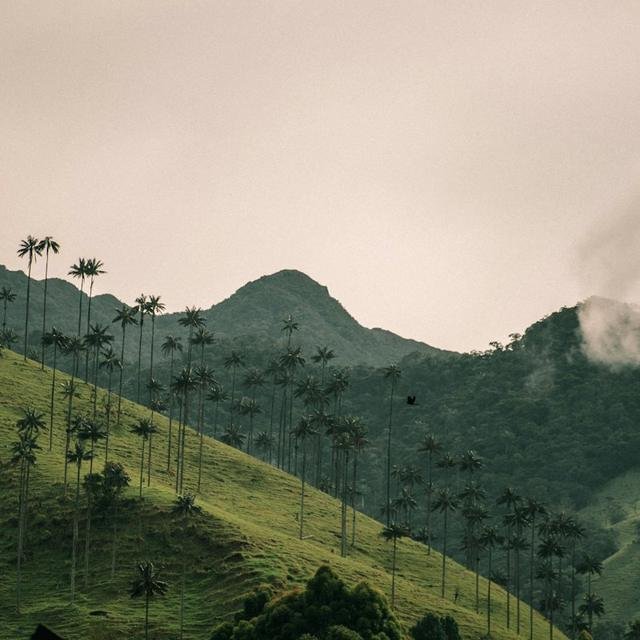Colombia Coffee Region, Colombia