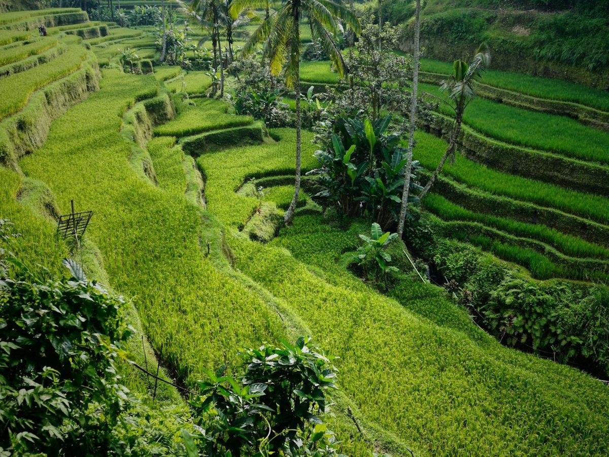 Tegallalang rice terraces in Bali