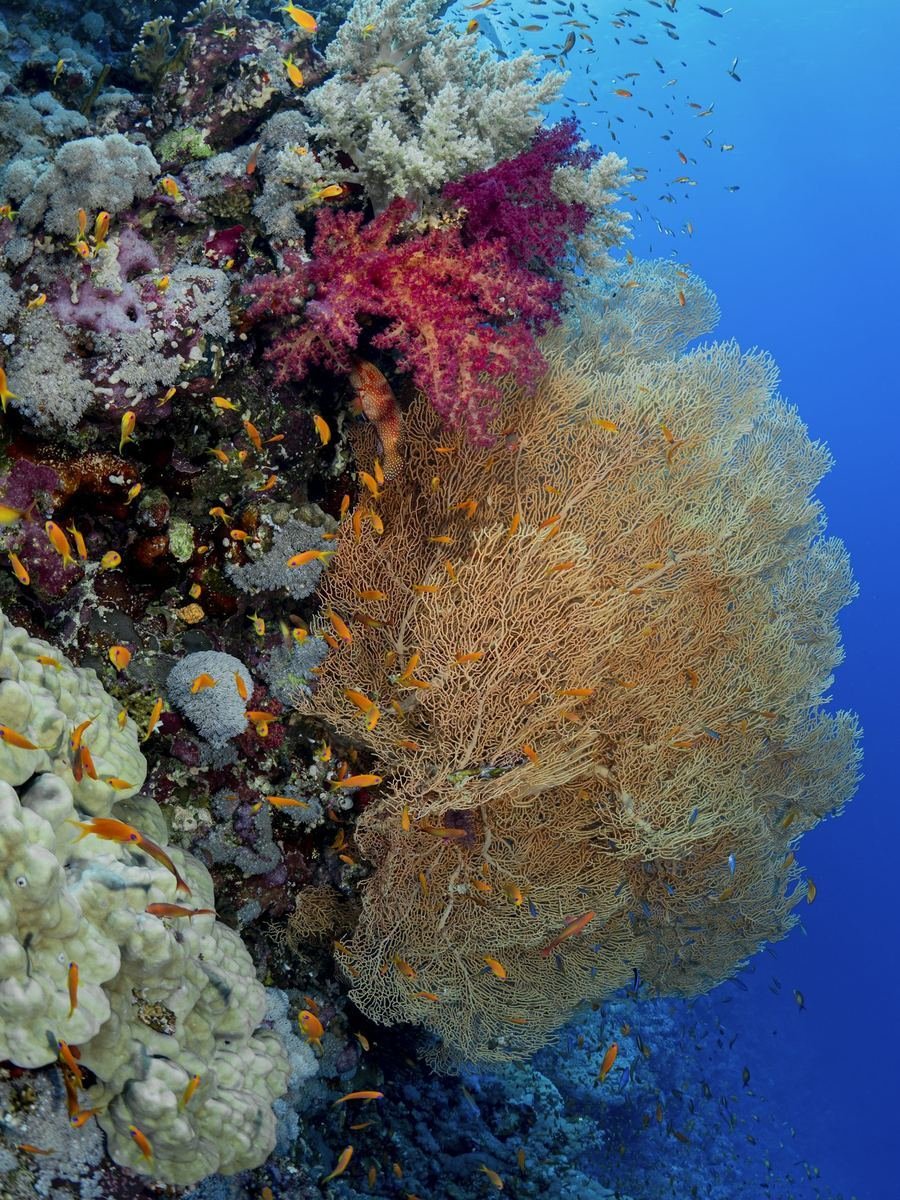 Coral reef wall with soft corals and schooling fish
